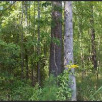 165 Acres in Attala County in Kosciusko  MS images 5