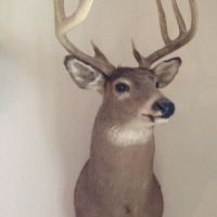 Hunting Land in Wood County Close to Wisconsin Rapids  WI