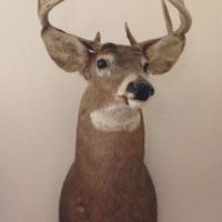 Hunting Land in Wood County Close to Wisconsin Rapids  WI images 4