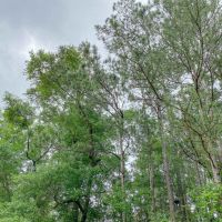 1.33 Acres &nbsp; CR 3893 E images 3