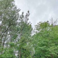 1.33 Acres &nbsp; CR 3893 E images 4