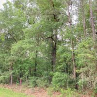 1.33 Acres &nbsp; CR 3893 E images 6