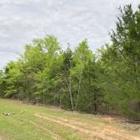 13 Acres &nbsp; CR 4114 &nbsp; Tract 1011 images 5