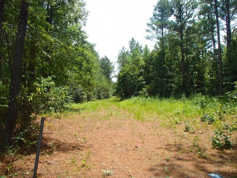 147 Acres in Winston County in Louisville  MS featured image
