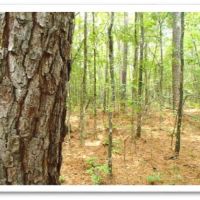147 Acres in Winston County in Louisville  MS images 4
