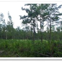 147 Acres in Winston County in Louisville  MS images 5