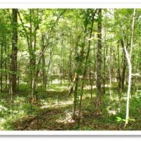 147 Acres in Winston County in Louisville  MS images 6