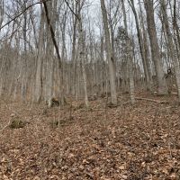 East Tennessee Recreational  Hunting Land Claiborne County images 4