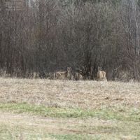 Price County WI Hunting land for Sale