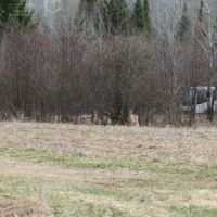 Price County WI Hunting land for Sale images 2