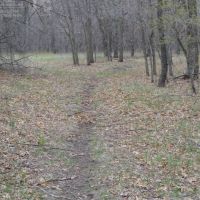 80 Acres of Quality Columbia County Hunting Land images 2