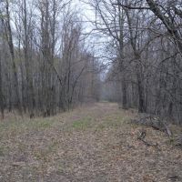 80 Acres of Quality Columbia County Hunting Land images 3