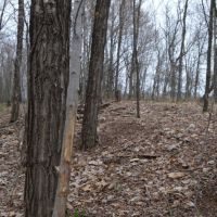 80 Acres of Quality Columbia County Hunting Land images 4
