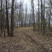 80 Acres of Quality Columbia County Hunting Land images 5