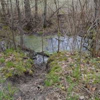 80 Acres of Quality Columbia County Hunting Land images 6