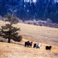 Bear Mountain Ranch images 5