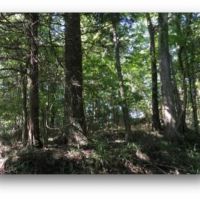 158 Acres in Warren County in Vicksburg  MS images 4