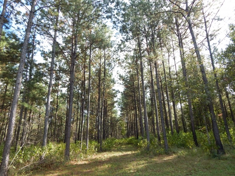 306 acre- Timber Inv.&nbsp;  Hunting featured image