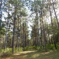 306 acre- Timber Inv.&nbsp;  Hunting