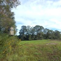 306 acre- Timber Inv.&nbsp;  Hunting images 3