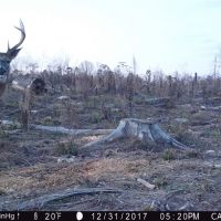 306 acre- Timber Inv.&nbsp;  Hunting images 4