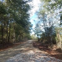 306 acre- Timber Inv.&nbsp;  Hunting images 5