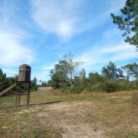306 acre- Timber Inv.&nbsp;  Hunting images 6