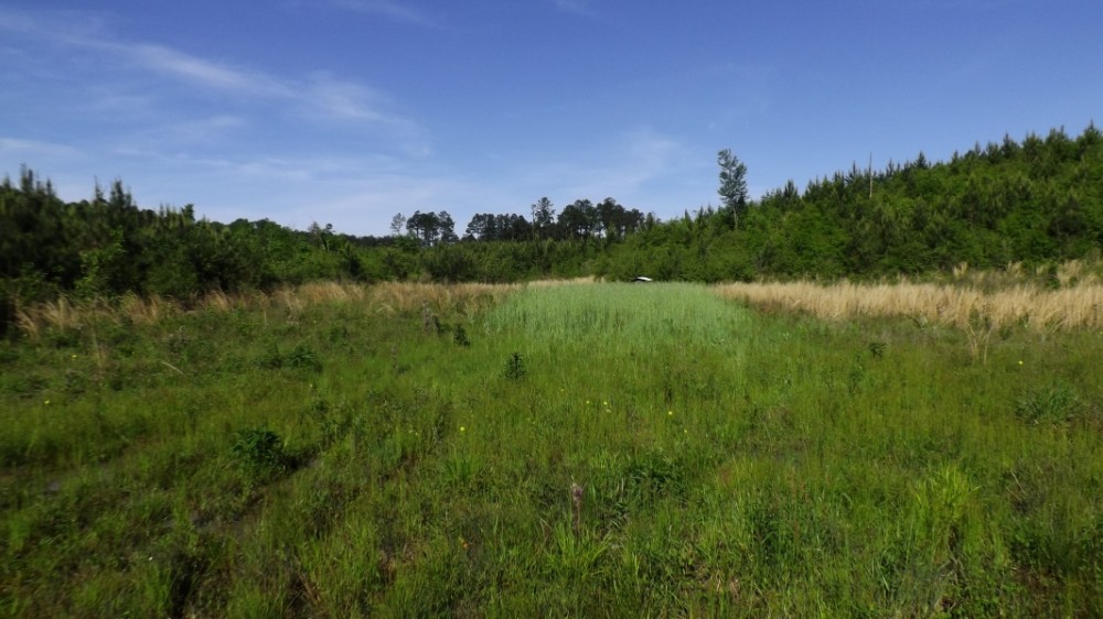 100 Acres in Marion County in Foxworth  MS featured image