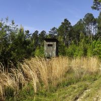 100 Acres in Marion County in Foxworth  MS images 2