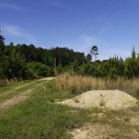 100 Acres in Marion County in Foxworth  MS images 3