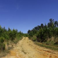 100 Acres in Marion County in Foxworth  MS images 5
