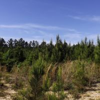 100 Acres in Marion County in Foxworth  MS images 6