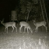 West Texas Hunting Lease Leased