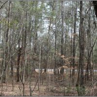 11.25 Acres in Neshoba County in Philadelphia  MS