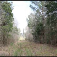 11.25 Acres in Neshoba County in Philadelphia  MS images 3