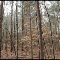 11.25 Acres in Neshoba County in Philadelphia  MS images 4