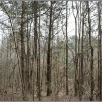 11.25 Acres in Neshoba County in Philadelphia  MS images 5