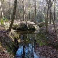 Bradford County Hunting Tract images 4