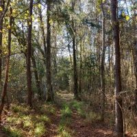 Bradford County Hunting Tract images 5