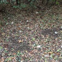 Dodge County Wisconsin Hunting Land For Sale images 2