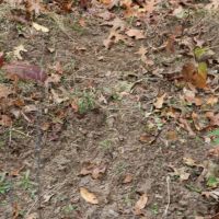 Dodge County Wisconsin Hunting Land For Sale images 3