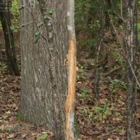 Dodge County Wisconsin Hunting Land For Sale images 6