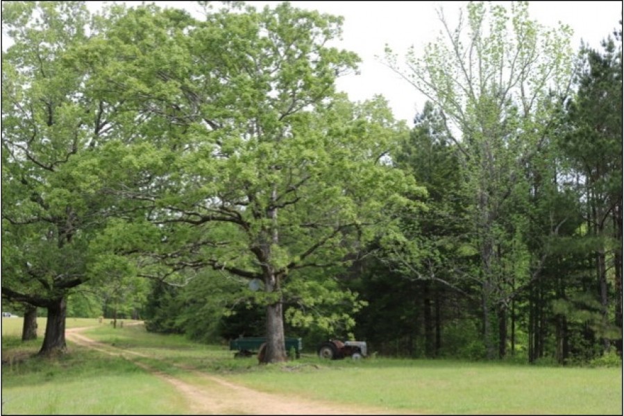 94 Acres with a Home in Winston County at 443 Kerr Adams Mills Road in Louisville  MS featured image