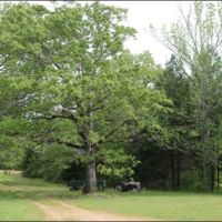 94 Acres with a Home in Winston County at 443 Kerr Adams Mills Road in Louisville  MS