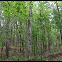 94 Acres with a Home in Winston County at 443 Kerr Adams Mills Road in Louisville  MS images 2
