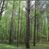 94 Acres with a Home in Winston County at 443 Kerr Adams Mills Road in Louisville  MS images 3