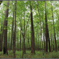 94 Acres with a Home in Winston County at 443 Kerr Adams Mills Road in Louisville  MS images 5