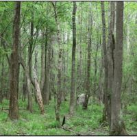 94 Acres with a Home in Winston County at 443 Kerr Adams Mills Road in Louisville  MS images 6