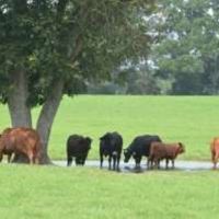 1068 Acres in Holmes County  Cain Cattle Company  in Goodman  MS images 5