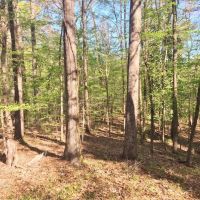 Hunting Cabin 309 Acres Woodville  Wilkinson County MS images 3